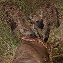 014 Kenia, Masai Mara, hyena's